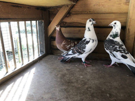 Coloured Racing pigeons for sale
