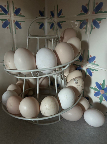 Pekin bantam hatching eggs