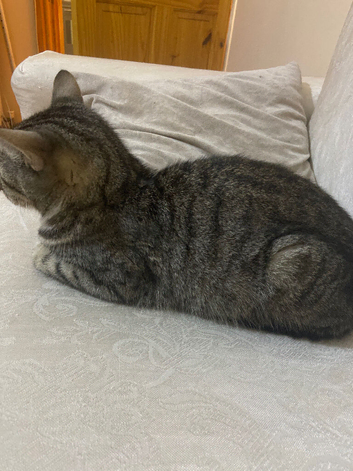 Cat for sale