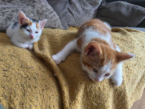 3 kittens