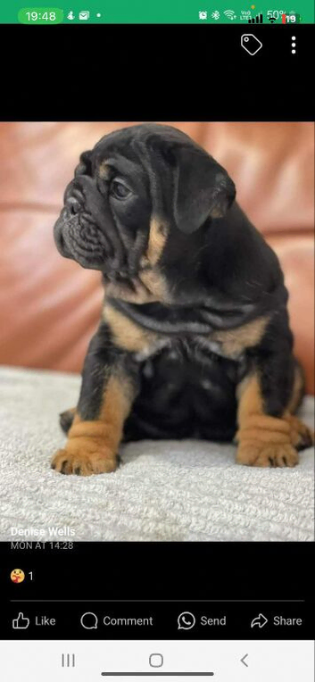 Stud