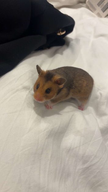 Female Syrian hamster