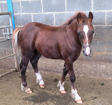 Registered Welsh Sec  C colt foal