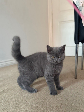 British Blue Shorthair Male