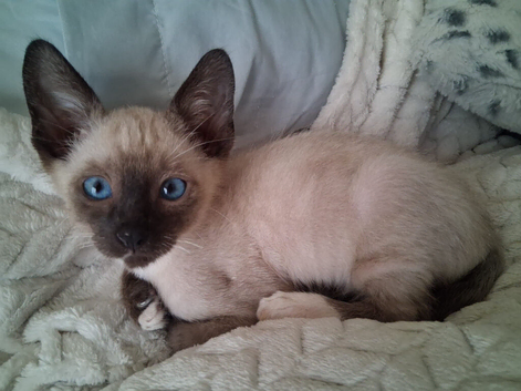 2 x Siamese kittens (male)