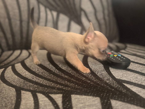 Pedigree XXS chihuahua READY NOW