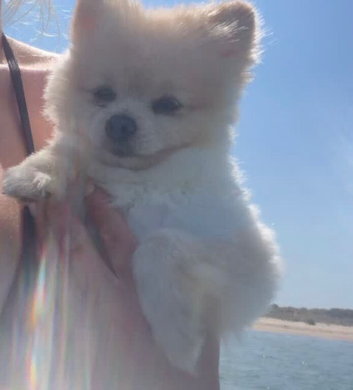 Toy Pomeranian 11months boy
