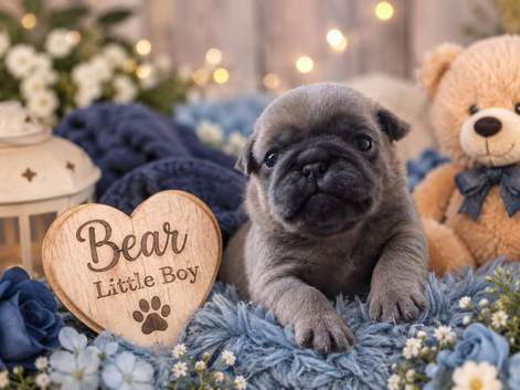Exotic Pug puppies