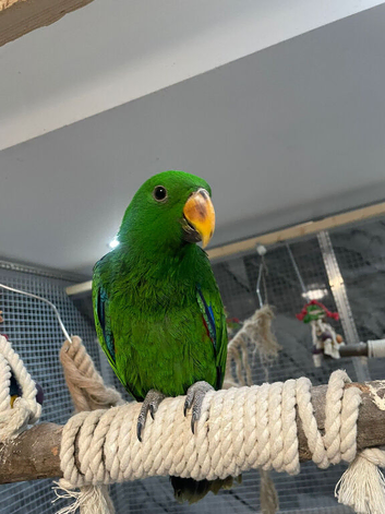Ready Now Baby Very Tame Male Eclectus Parrot,1