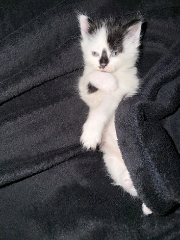 Kitten