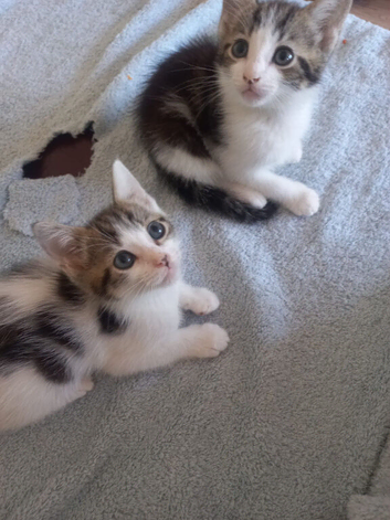 Kittens for sale