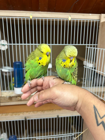 Budgies Hand Tamed