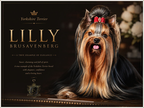 PRICKED EARS MINIATURE YORKSHIRE TERRIERS KC DNA TESTED PARENTS