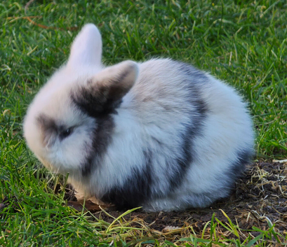 Pedigree mini lop bunnies