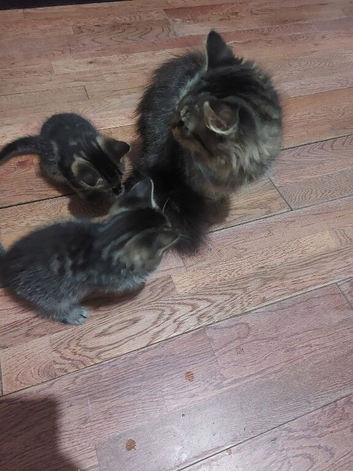Mixed Breed Siberian and Russian Black
