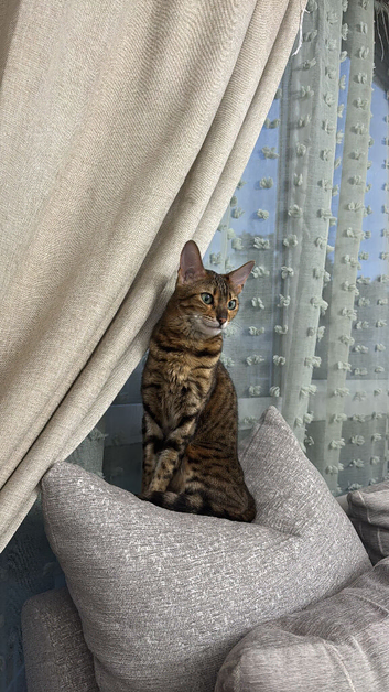 Bengal adult