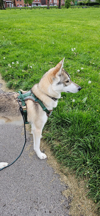 Inuit X Timber Wolfdog