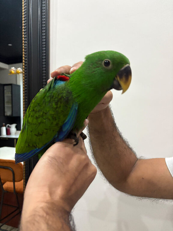 17 weeks old Eclectus