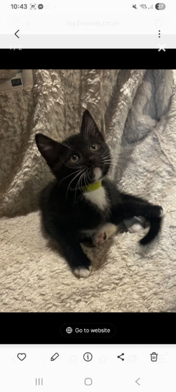 Maine coon tuxedo male kitten