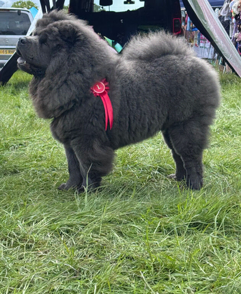Stunning blue chowchow