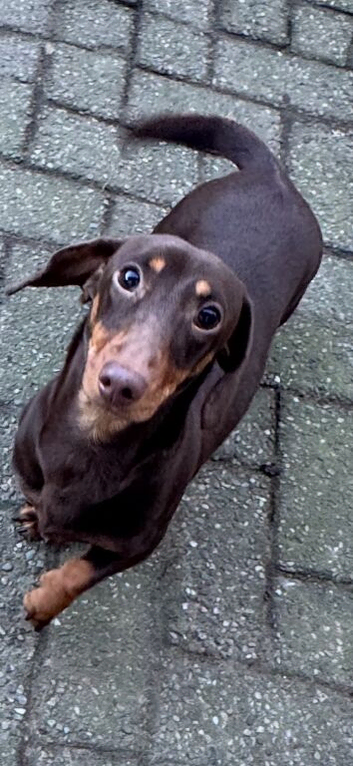 KC Stunning chocolate & Tan Mini Dachshund
