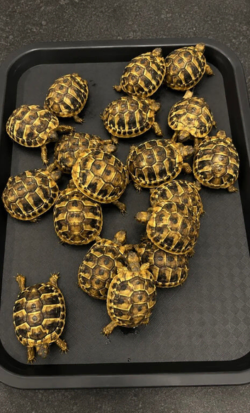 BABY HERMANNS TORTOISE & SET UPS Hermann Tortoise