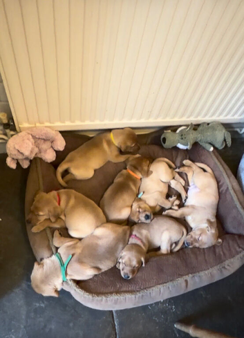 KC Fox Red Labrador Puppies