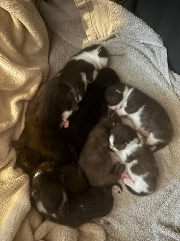 Stunning Kittens looking for amazing Homes