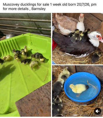 Muscovey ducks