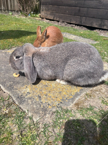 2 beautiful bunnies looking to be re homed