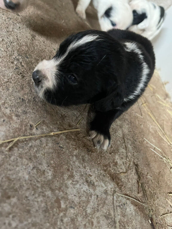 Cocker spaniel cross