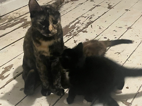 Cat to rehome