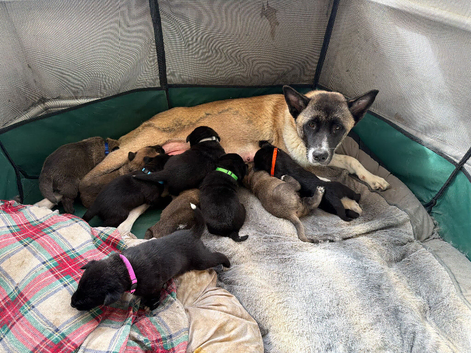 Akita/labrador puppies