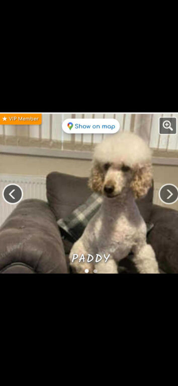 Minature poodle