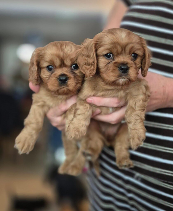 Cavalier king charles spaniel puppies