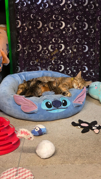 1 boy 1 girl kittens
