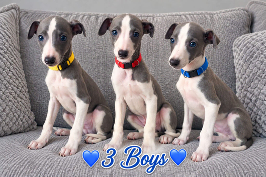 Beautiful Puppies Ready Now