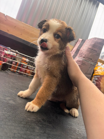 4 Collie pups