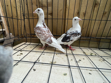Sadle racer pigeons for sale in Birmingham