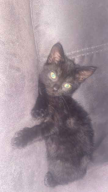 girl kitten for sale