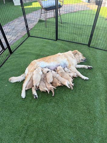 Puppy&rsquo;s can be taken home from Friday please get in touch