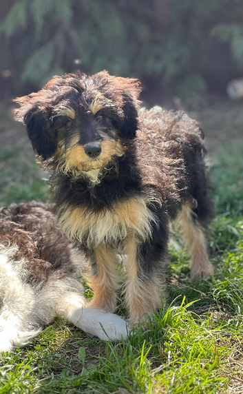 Lassie/Border Collie X Miniature Poodle
