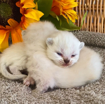 BEAUTIFUL PURE BRED BSH RARE SEAL LYNX KITTENS