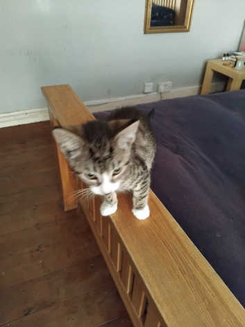 Kitten