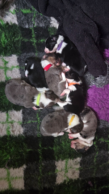 Border collie x papillon puppies