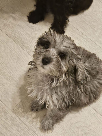 Boy puppy&rsquo;s for sale
