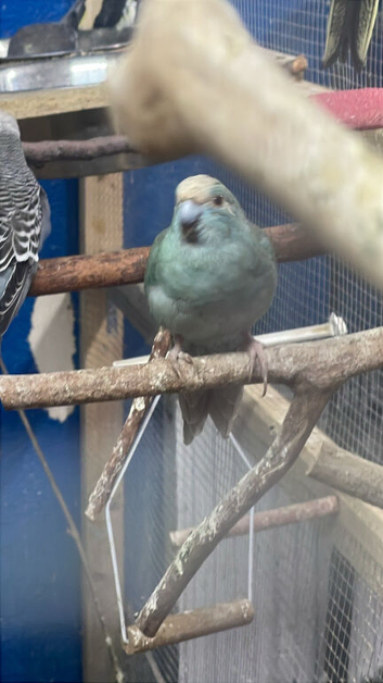 Male blue kak