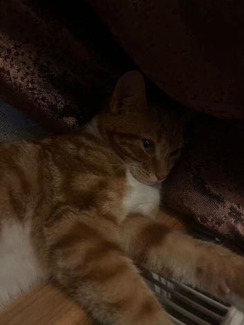 Cute Ginger Cat!