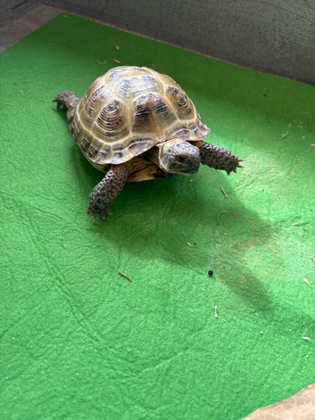 Tortoise for sale