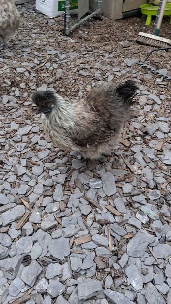 Usa silkie chickens hens